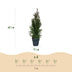 GreenboutiQ Thuja Smaragd, 6 Heckenpflanzen, immergrün, 60cm Bild 3