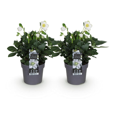 Weihnachtsrose 'Christmas Carol' - Weiße Blüte, 2 Pflanzen, Immergrün