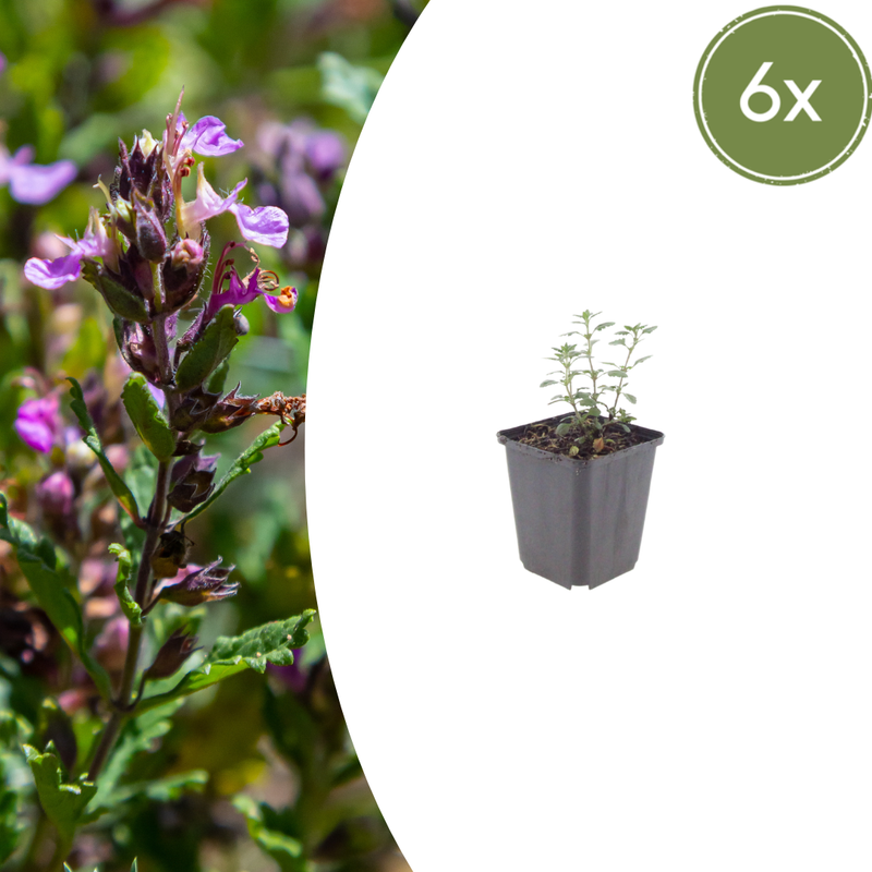 6x Gamander 'Lucidrys' (10-25cm) - Kompakter Halbstrauch für niedrige Hecken