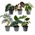 6x Baby Alocasia: Rot, Grün, Schwarz, Silber, Grau - Ø6cm Bild 1