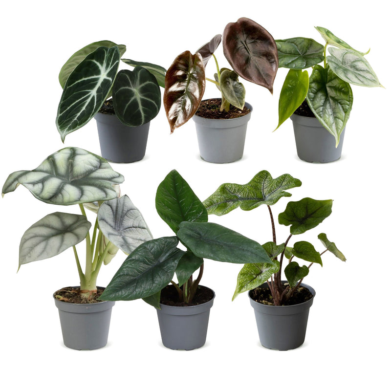 6x Baby Alocasia: Rot, Grün, Schwarz, Silber, Grau - Ø6cm