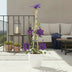 4x Clematis 'The President' Kletterpflanze ↨65cm Ø15 Bild 4