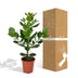 Clusia Rosea Princess Pflanze - Ø17cm Topf - ↕60cm Höhe Bild 6