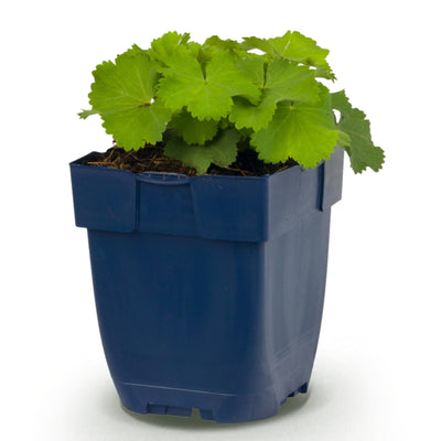 Green boutiQ - Perennials - Alchemilla mollis - Lady's Mantle - Groundcover - Yellow - 1 Plant - 11cm Pot - 15-25cm Height