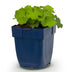 Green boutiQ - Perennials - Alchemilla mollis - Lady's Mantle - Groundcover - Yellow - 1 Plant - 11cm Pot - 15-25cm Height Bild 2