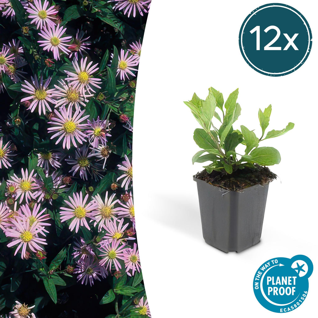 Aster ageratoides 'Asran' - 12x, 10-25cm, Ø9cm