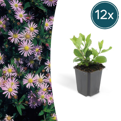 Aster ageratoides 'Asran' - 12x, 10-25cm, Ø9cm