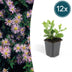 Aster ageratoides 'Asran' - 12x, 10-25cm, Ø9cm Bild 1