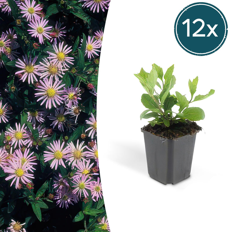 Aster ageratoides 'Asran' - 12x, 10-25cm, Ø9cm