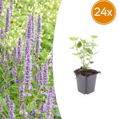 24x Agastache 'Blue Fortune' - Lavendelblaue Duftstaude, 10-25cm
