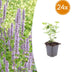 24x Agastache 'Blue Fortune' - Lavendelblaue Duftstaude, 10-25cm Bild 1