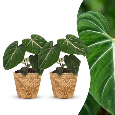 Green boutiQ - Philodendron Gloriosum - Gloriosum Philodendron - 2 Pflanzen - mit Korb - Topf 12cm - Höhe - 25cm