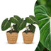 Green boutiQ - Philodendron Gloriosum - Gloriosum Philodendron - 2 Pflanzen - mit Korb - Topf 12cm - Höhe - 25cm Bild 1