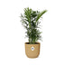 Chamaedorea Elegans Zwergbergpalme im gelben ELHO Vibes Topf Bild 2