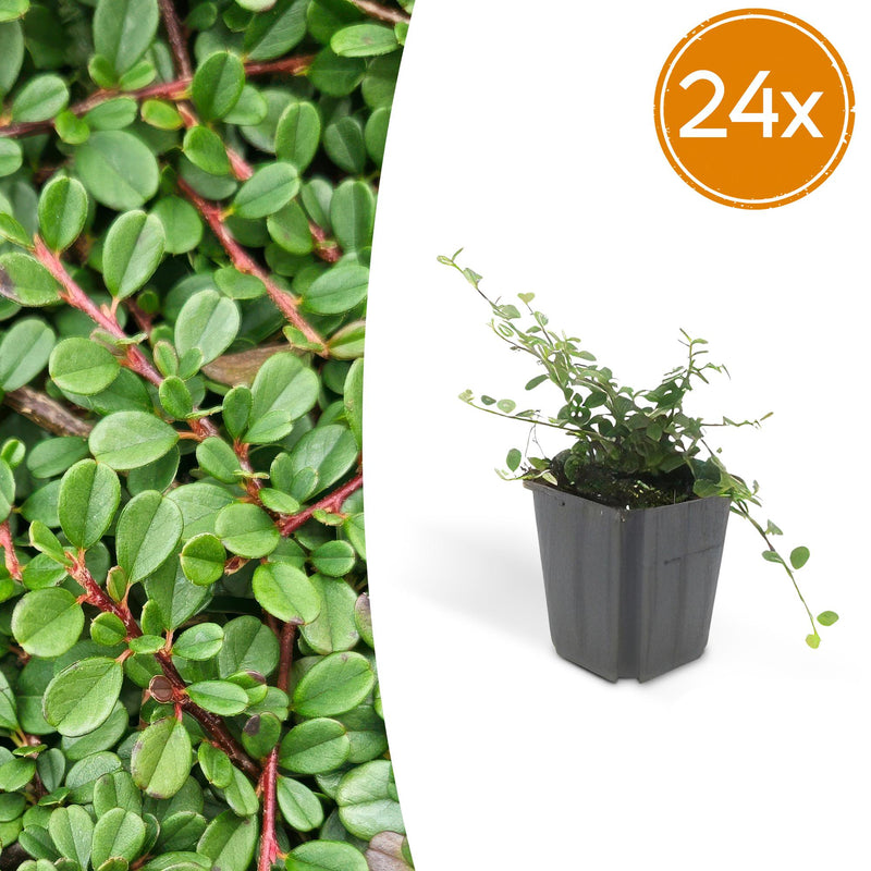 24x Cotoneaster 'Streib's Findling' - 10-25cm, Ø9cm