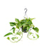 Epipremnum Marble Queen Topfpflanze, Ø15cm, H25cm Bild 1