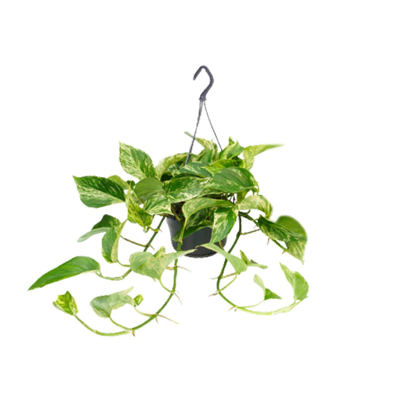 Epipremnum Marble Queen Topfpflanze, Ø15cm, H25cm