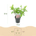 GreenboutiQ Panicle Hydrangea 'Pink Diamond', pink flowers, 50cm Bild 3