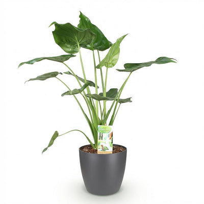 Alocasia Cucullata: Exotische Grünpflanze mit grauem Topf