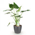 Alocasia Cucullata: Exotische Grünpflanze mit grauem Topf Bild 2