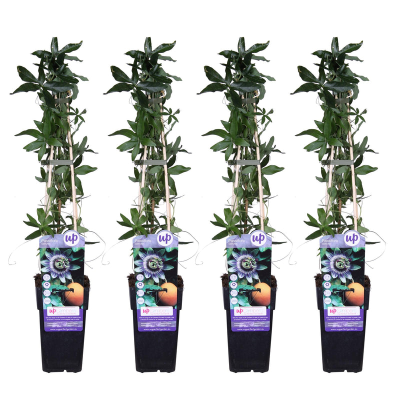 4x Passiflora Caerulea 'Constance Elliot', 65cm height, Ø15cm pot