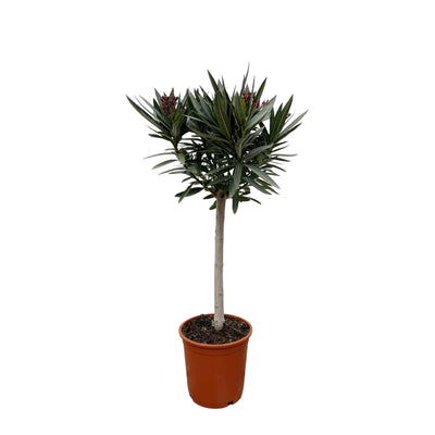 Oleander auf Stamm (90 cm, weiß) – Duftender Blickfang für sonnige Standorte