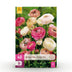Ranunculus Pastel Mix Blumenzwiebeln - 40 Stk. - Hardy Perennial Bild 1