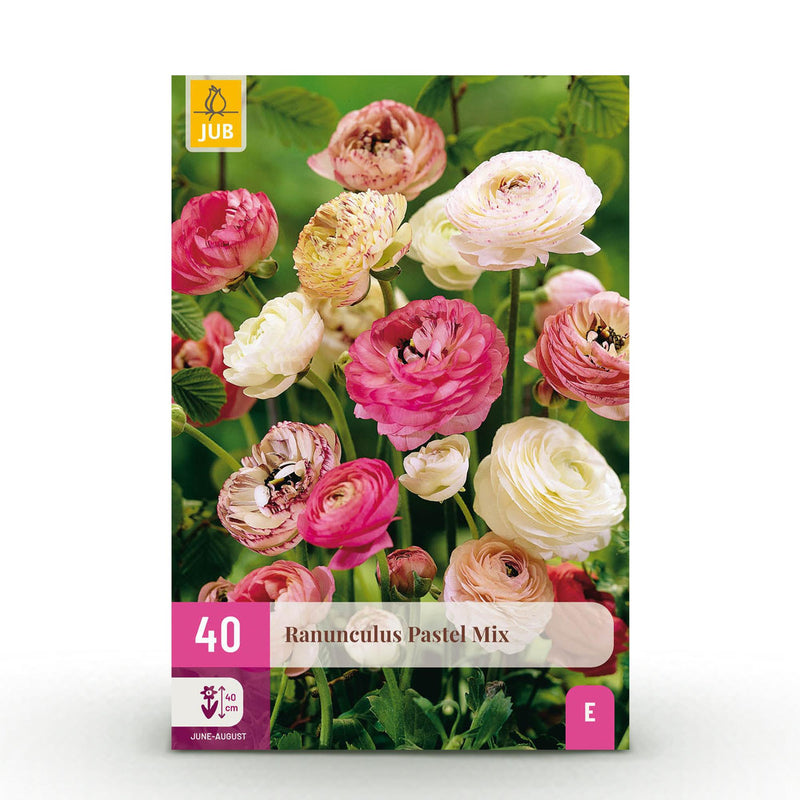 Ranunculus Pastel Mix Blumenzwiebeln - 40 Stk. - Hardy Perennial