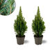 2x Picea glauca Perfecta - 15 cm Ø - 40 cm ↨ Bild 1