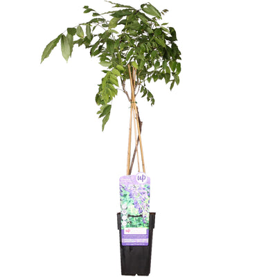 Wisteria sinensis 'Prolific' Glyzinie im Ø15cm Topf, 65cm hoch