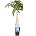 Wisteria sinensis 'Prolific' Glyzinie im Ø15cm Topf, 65cm hoch Bild 1