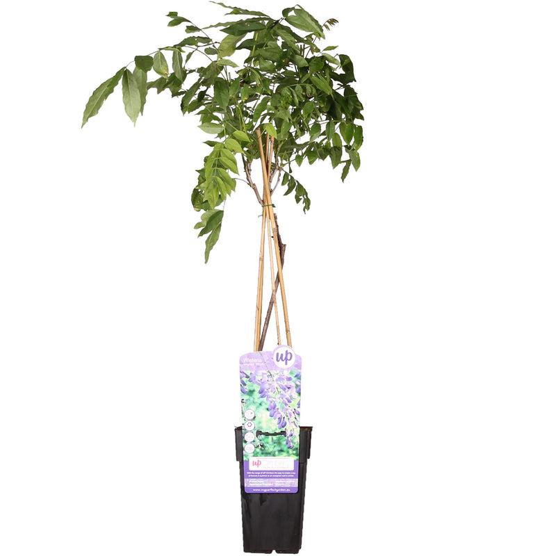 Wisteria sinensis 'Prolific' Glyzinie im Ø15cm Topf, 65cm hoch