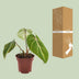 Philodendron Selloum Atom im 12cm Topf, ca. 25cm hoch Bild 4