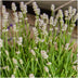 24x Lavendel angustifolia weiß im 7cm Topf, ca. 15cm hoch Bild 3