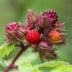 Japanische Weinbeere (Rubus phoenicolasius) – 2 Pflanzen Bild 5