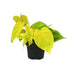 Philodendron Lime (Ø12cm, ↕20cm) - Easy-Care Houseplant Bild 1