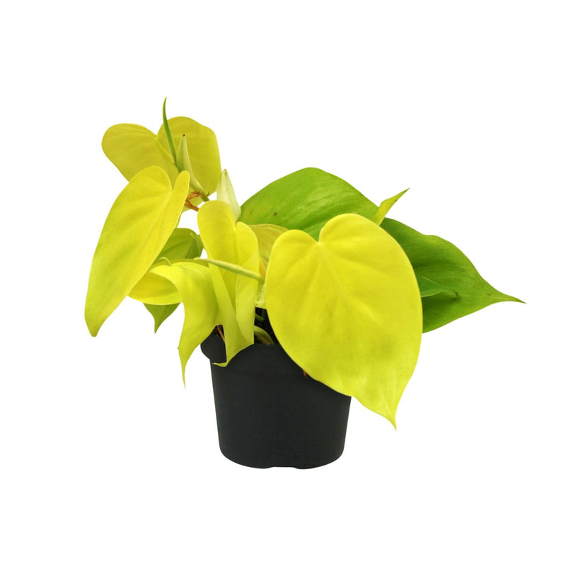 Philodendron Lime (Ø12cm, ↕20cm) - Easy-Care Houseplant