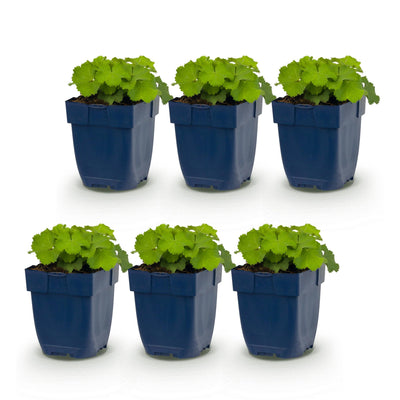 Green boutiQ - Perennials - Alchemilla mollis - Lady's Mantle - Groundcover - Yellow - 6 Plants - Pot 11cm - Height 15-25cm