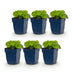 Green boutiQ - Perennials - Alchemilla mollis - Lady's Mantle - Groundcover - Yellow - 6 Plants - Pot 11cm - Height 15-25cm Bild 2
