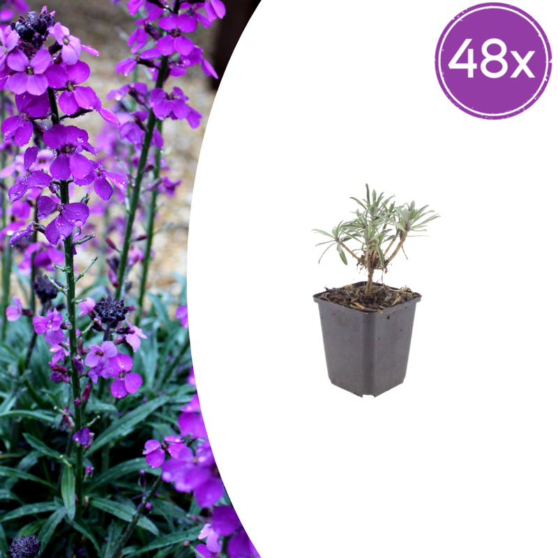 48x Erysimum 'Bowles' Mauve' - Perennial, 10-25cm high, Ø9cm pot