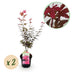 GreenboutiQ Japanischer Ahorn 'Skeeters Broom' Lila, 2 Pflanzen im 19cm Topf Bild 1