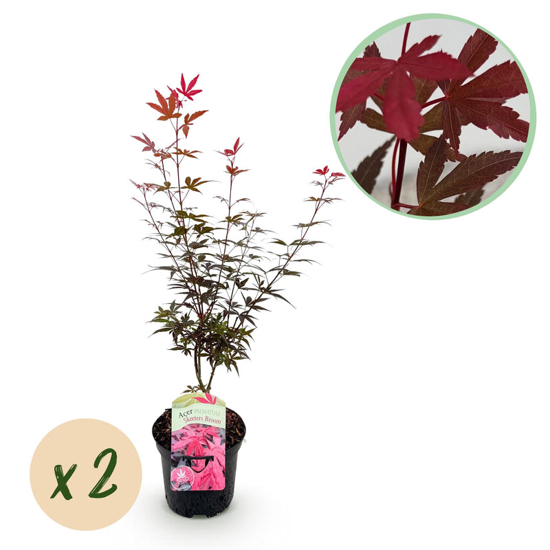 GreenboutiQ Japanischer Ahorn 'Skeeters Broom' Lila, 2 Pflanzen im 19cm Topf