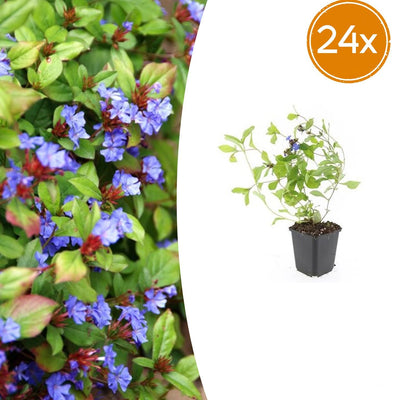 24x Blaue Teppich-Glockenblumen (Ceratostigma plumbaginoides), 10-25cm