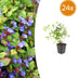 24x Blaue Teppich-Glockenblumen (Ceratostigma plumbaginoides), 10-25cm Bild 1
