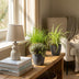 Green boutiQ Zimmerpflanzen-Mix: 3 haustierfreundliche Pflanzen im Topf Bild 4