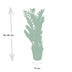 Zamioculcas Zamiifolia (ZZ Plant) - Ø17cm, ↕70cm Bild 2