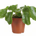 Pilea Sugar Zimmerpflanze im 13cm Topf, ca. 20cm hoch Bild 1