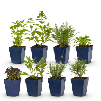 Green boutiQ - Perennials - Border Package - Fragrant - Various - Types and Colors - 6 Plants - Pot 11cm - Height 15-25cm