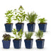 Green boutiQ - Stauden - Beetpaket - Duftend - Verschiedene - Arten und Farben - 6 Pflanzen - Topf 11cm - Höhe 15-25cm Bild 2