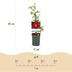 GreenboutiQ Kletterrose 'Red Queen' - 2 Pflanzen im Topf Bild 3